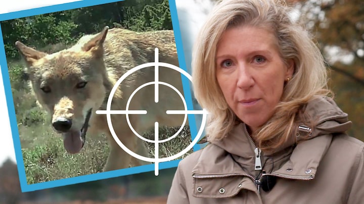 Jagers: er is een woud aan regels bij doodschieten probleemwolf