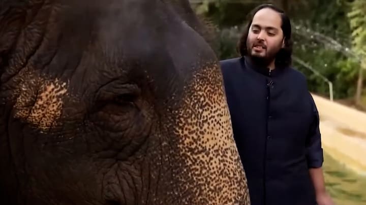 Escobar-nijlpaarden terroriseren Colombia al jaren, miljardair India wil ze nu opvangen