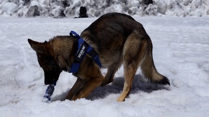 Toerisme op Etna neemt toe: reddingshonden klaargestoomd voor noodsituaties