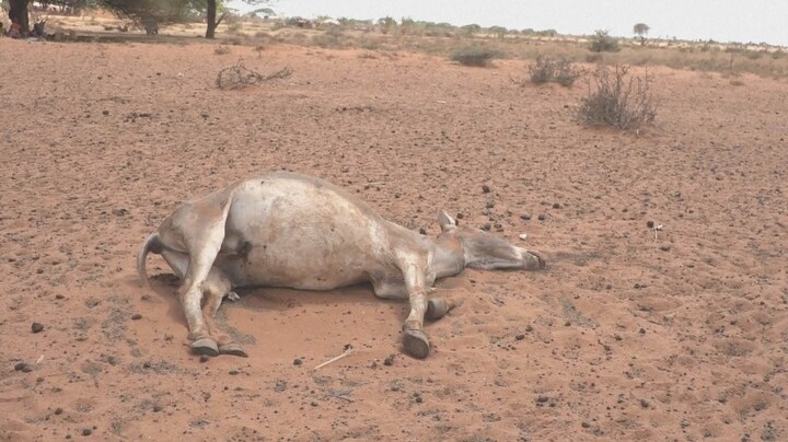 Droogte en oorlog Oekraïne zorgen voor hongersnood in Afrika