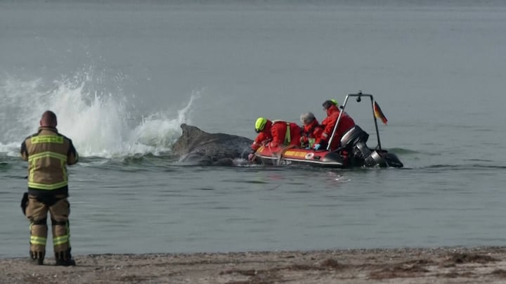 Reddingswerkers schieten bultrug in doodsnood te hulp 