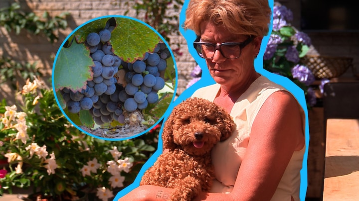 Steeds meer honden vergiftigd door druiven, ook Ollie