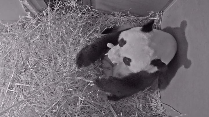 Pandababy in Ouwehands: 'Ineens hoorde ik een berenkreetje'