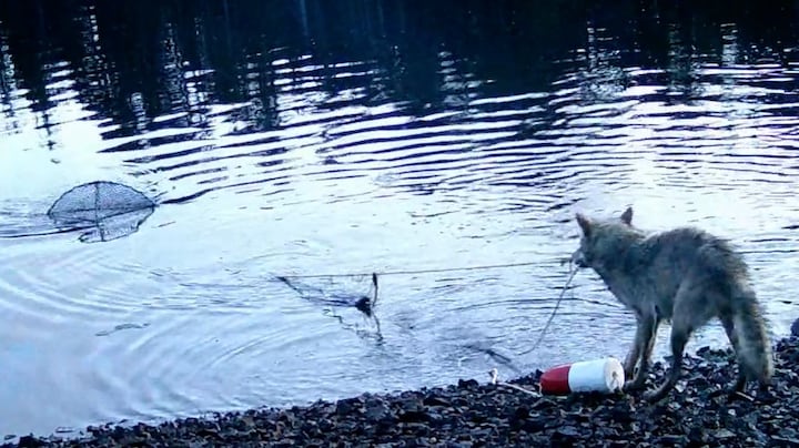 Slimme wolf in Canada weet met visnet eten te vangen