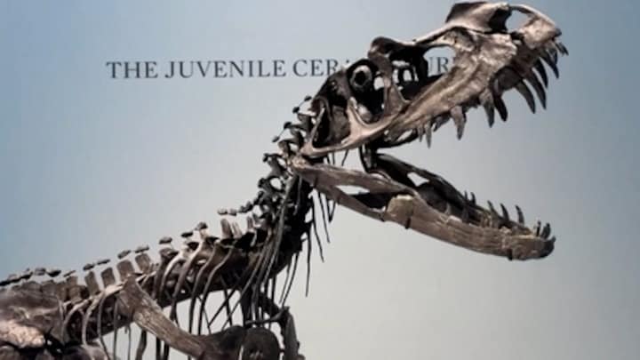 Uniek skelet van baby-dino voor miljoenen geveild, zo ziet hij eruit