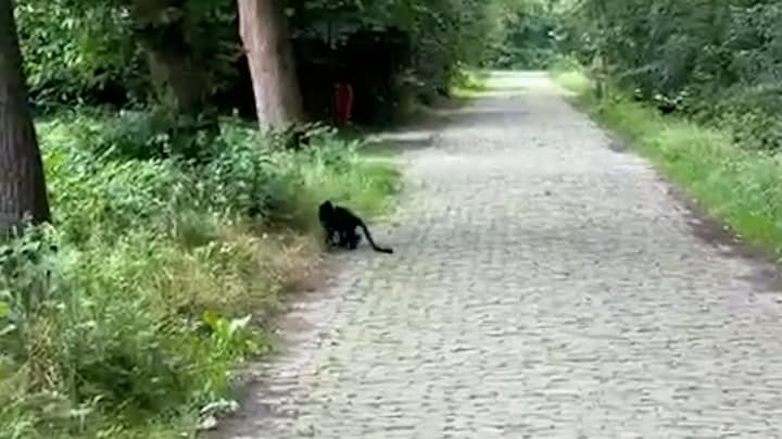 Ontsnapte aap uit Beekse Bergen voor het eerst gespot