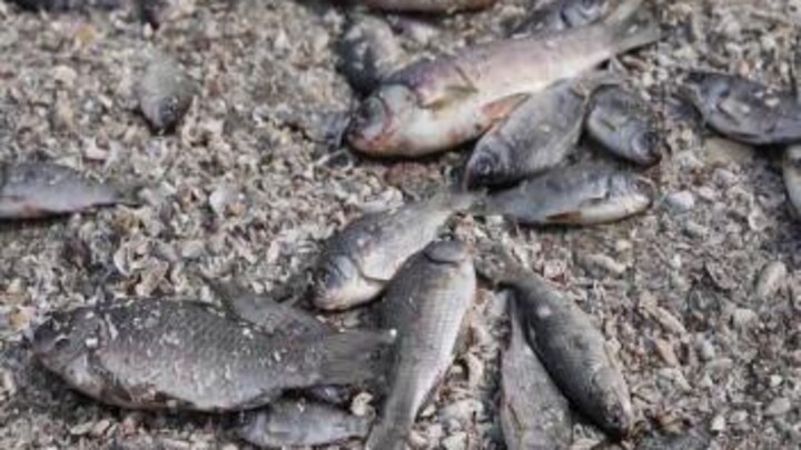 Ecologische ramp: tienduizenden vissen dood na damdoorbraak Oekraïne