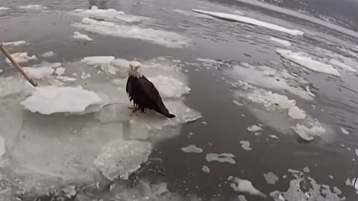 Gewonde Amerikaanse zeearend op het nippertje gered van het ijs