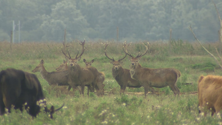 Still shot deer Oostvaardersplassen: ‘More biodiversity’