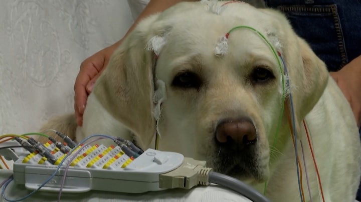 Honden blijken verrassend goed in het herkennen van taal
