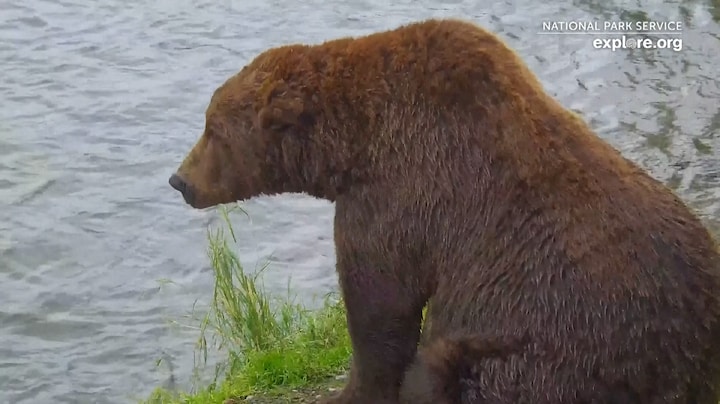 Uren kijken naar dikke beren in Alaska via livestream: welke is de beste?