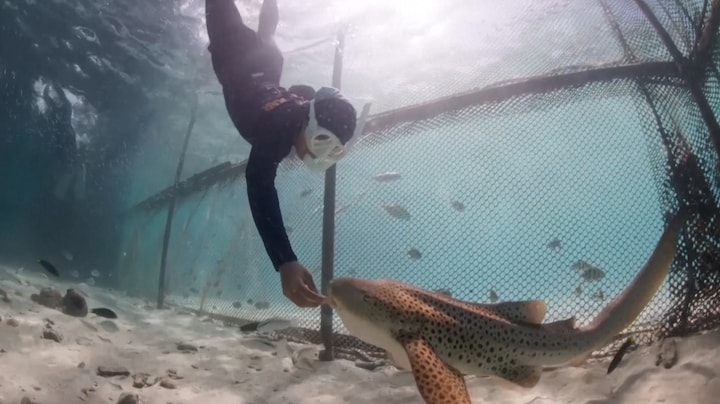 Luipaardhaaien bijna uitgestorven, dit plan in Thailand moet ze redden