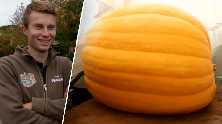 Gerjan kweekt reuzenpompoenen: 'Groeit wel 15 kilo per dag'