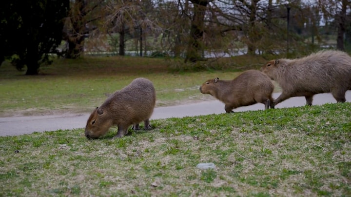 Argentijnse buurt gaat gebukt onder capibara-plaag: 'Hebben mijn honden aangevallen'