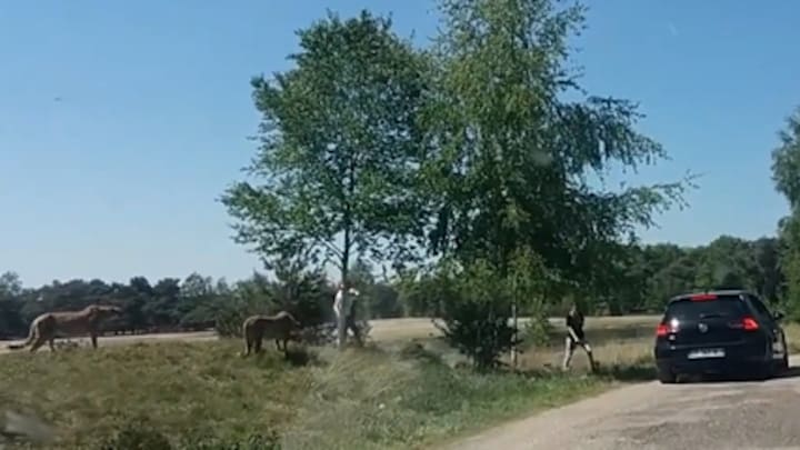 Nieuw, afgesloten verblijf voor jachtluipaarden in Beekse Bergen: zo ging het mis in 2018
