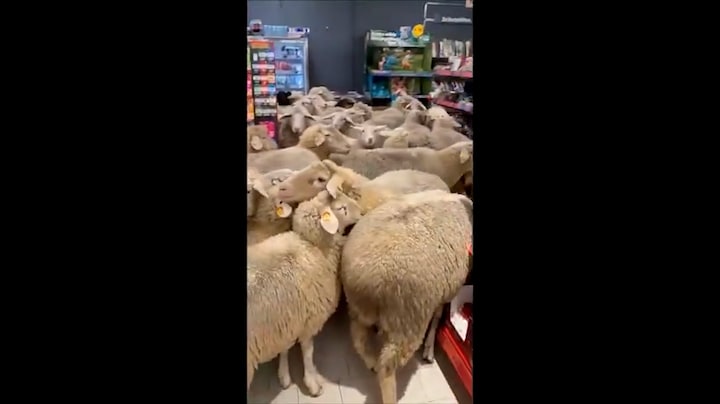 Schapen bestormen Duitse supermarkt en laten bende achter 