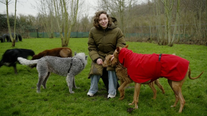 Schotse hooglanders doodgebeten door honden: 'Baasjes zeggen: mijn hond doet dat niet'