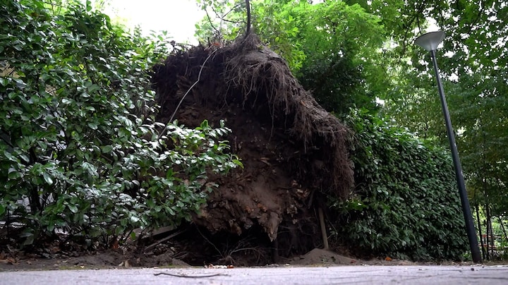 In beeld: ravage op het spoor door omgevallen boom