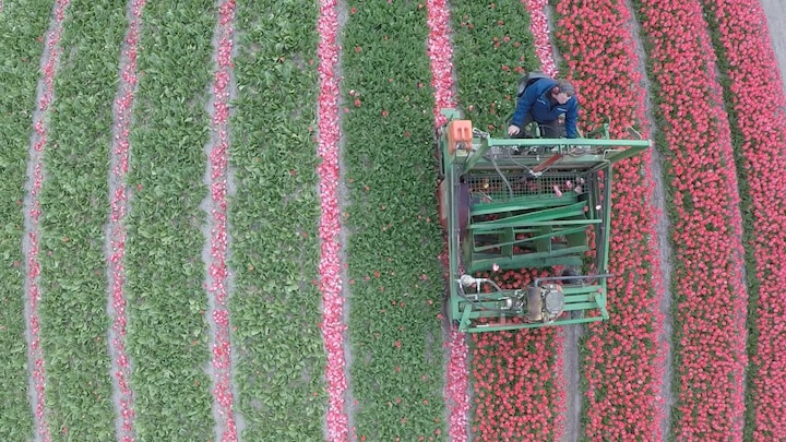 Tulpen gesnoeid om drukte in bollenstreek te voorkomen