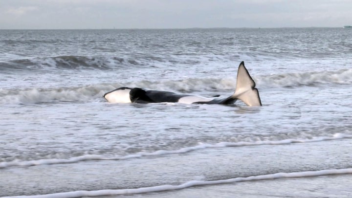 In beeld: levende orka aangespoeld bij Cadzand