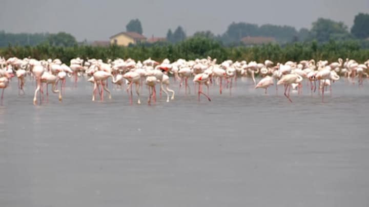 Flamingo's verwoesten rijstoogst in Italië, boeren wanhopig
