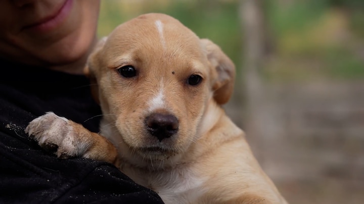 Vindt dit hondje nog een baasje? Asiels in Oekraïne overvol