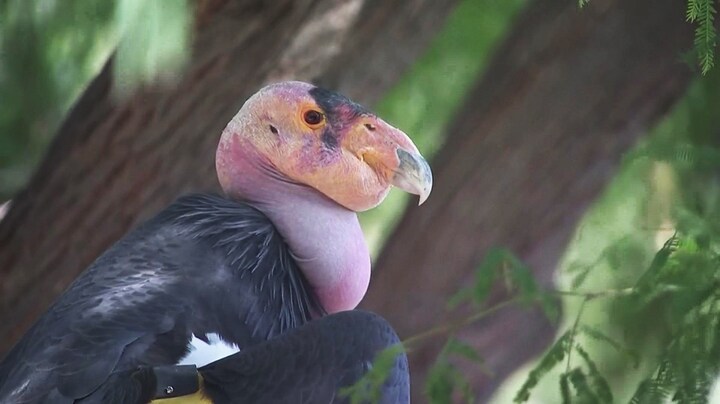Aseksueel: deze condor krijgt kuikens zonder te paren