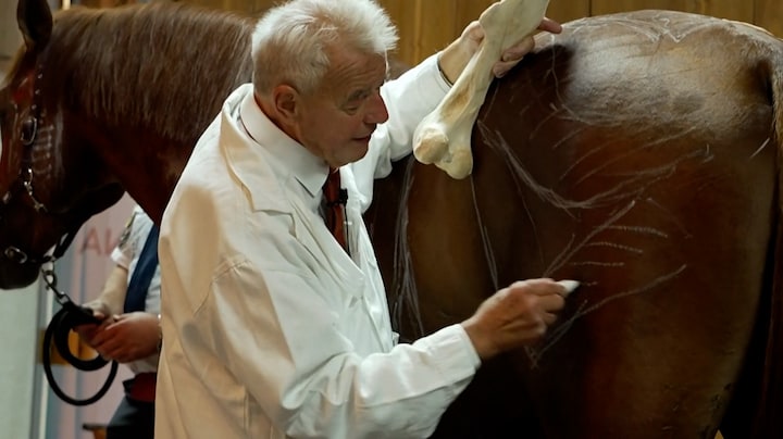 Er staat een paard in de klas, in Hongarije