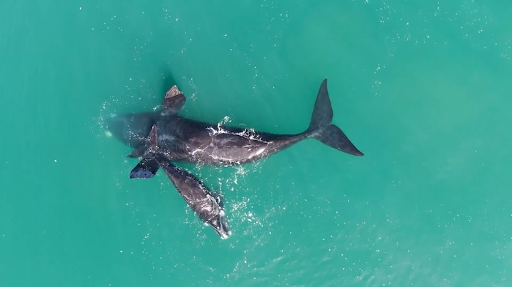 Klimaatverandering bedreigt walvissen: warmere oceanen en minder baby's