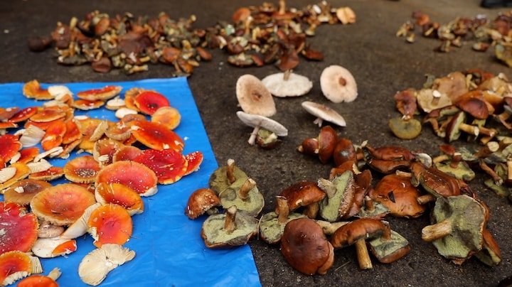 Wildplukken: hype of traditie, het blijft strafbaar