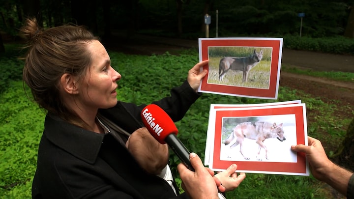 Utrecht wil probleemwolf Bram afschieten: hoe weet je of je de juiste wolf hebt?