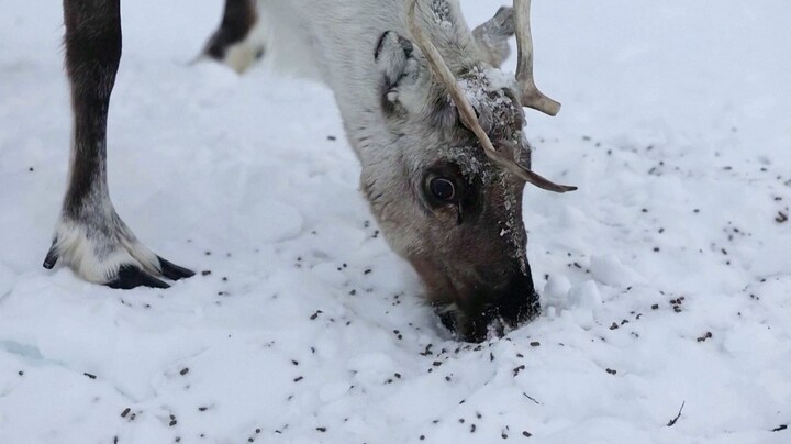 Rendieren Noorwegen lijden honger door klimaatverandering