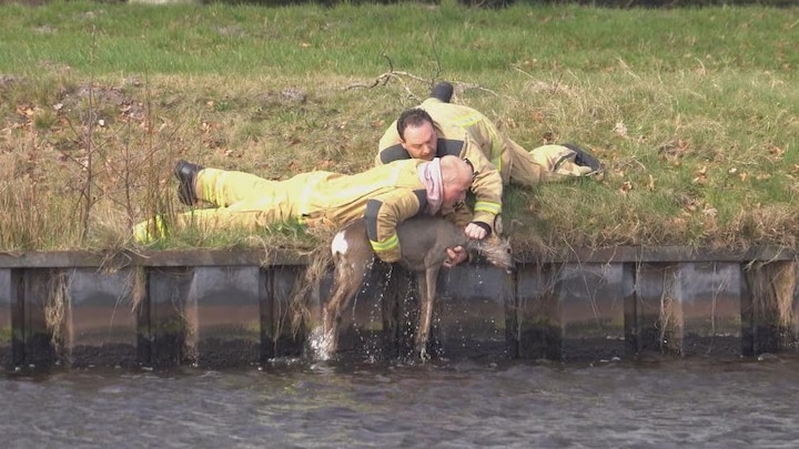 In beeld: brandweer redt ree uit water