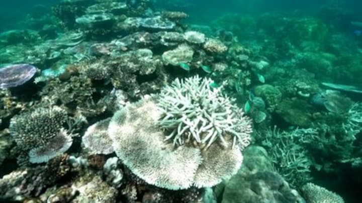 Koraal verliest zijn kleurenpracht in Great Barrier Reef, onderzoekers waarschuwen