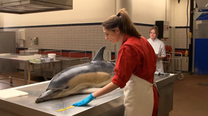 Zo achterhalen experts wat er misging met de gestrande dolfijn in Friesland