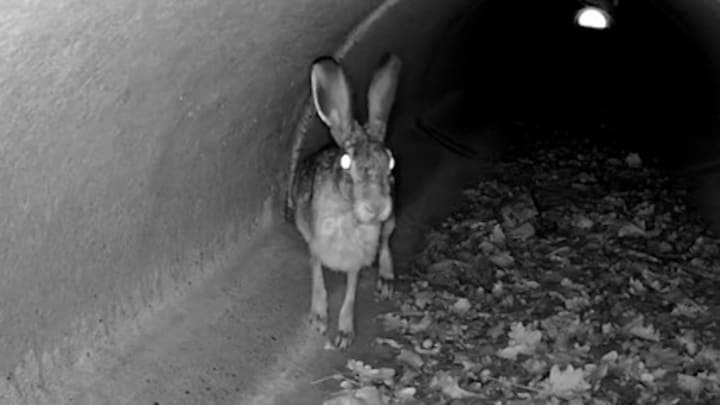 Na de visdeurbel is er nu de wildspotcamera: 'Al 7000 mensen doen mee'