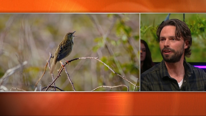 Wat zijn de mooiste vogels in Nederland volgens Arjan Dwarshuis?