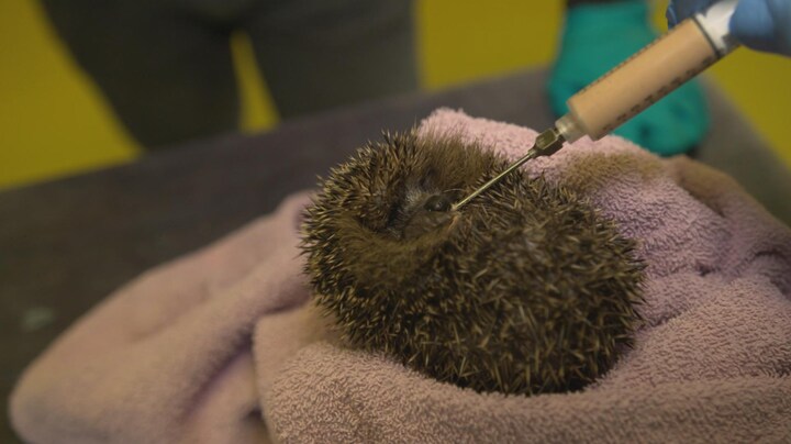 Waarom je egeltjes niet meer naar de opvang moet brengen
