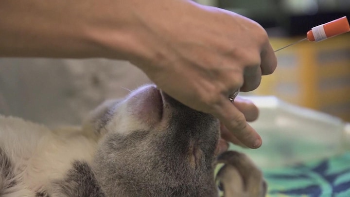 Australische koala's krijgen vaccin tegen chlamydia