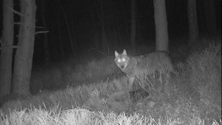 Wolven verspreiden zich steeds verder op de Veluwe