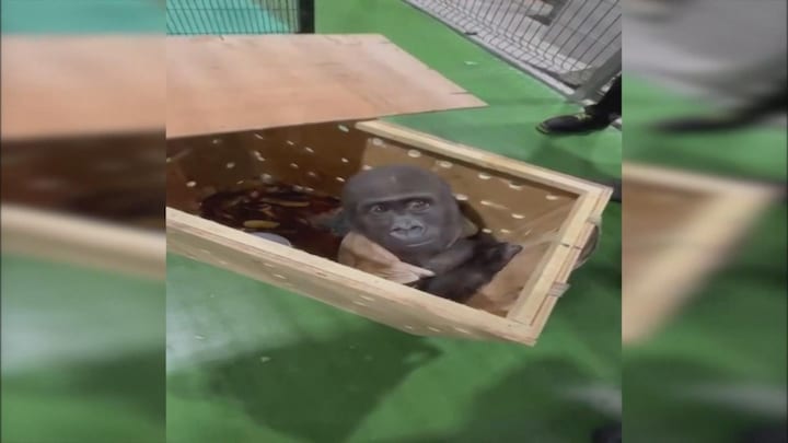 Turkse douane vindt babygorilla in houten krat 