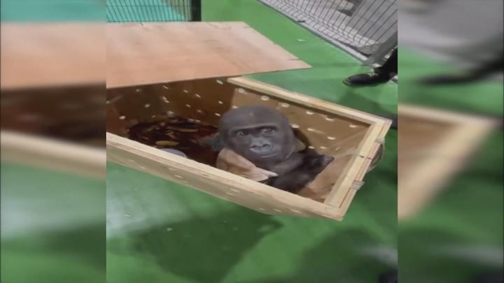 Turkse douane vindt babygorilla in houten krat 