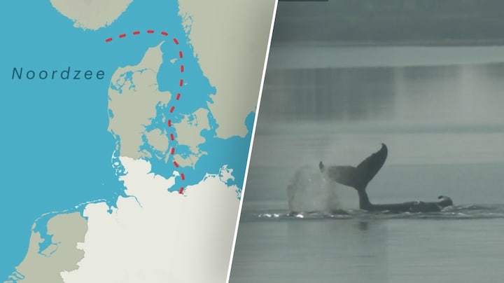 Moment van vrijheid voor Timmy: gestrande bultrug in Duitsland even los