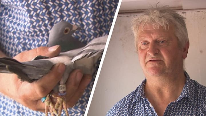 Duizenden vermisten na duivendrama België: 'Die van mij was 15.000 euro waard'