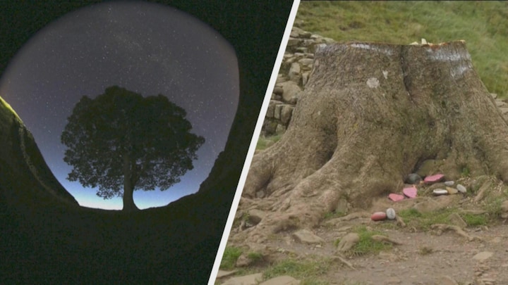 Verdriet om beroemdste boom van Engeland: 'Ben er kapot van'