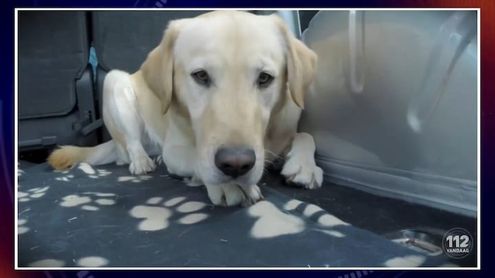 Dierenpolitie waarschuwt: 'Laat je hond niet achter in de auto bij hitte'