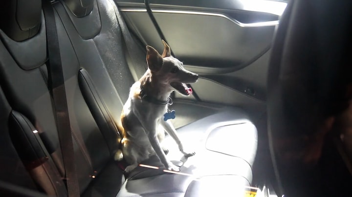 Hondje urenlang opgesloten in auto tijdens concert Gerard Joling
