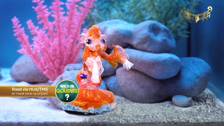 De Goudvis - Don’t You Worry ‘bout a Thing