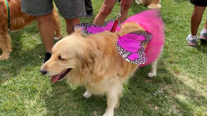 Let op, knuffeltrigger: heel veel golden retrievers bij elkaar