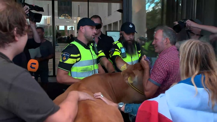 Demonstrerende boer met koe tegengehouden bij ingang provinciehuis